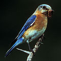 Błękitny ptakB9.jpg