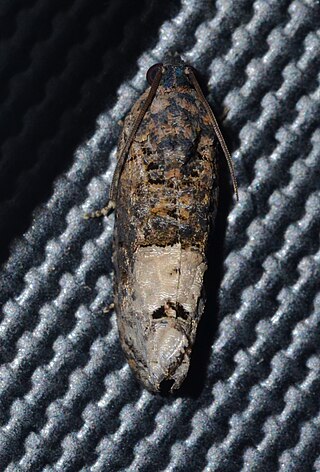 <i>Ecdytolopha insiticiana</i> Species of moth