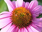 Echinacea purpurea-blomma med liten, oidentifierad spindel och myra. (Klicka på bilden för närbild.) (Foto: Olve)