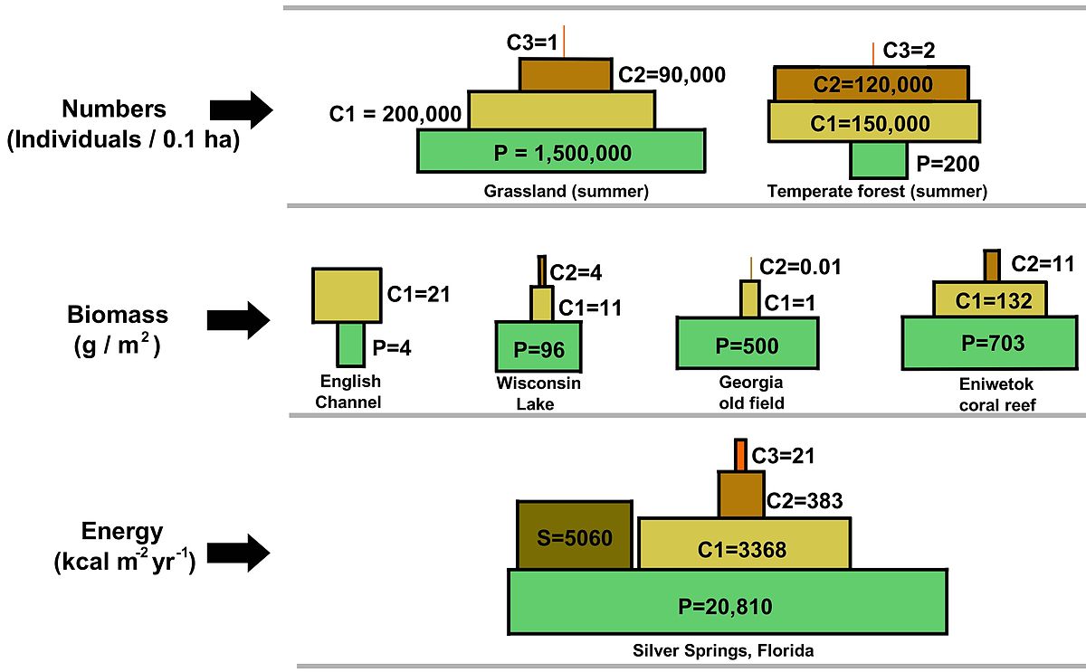 生態ピラミッド Wikipedia