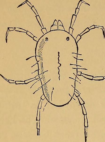 File:Economic entomology (1877) (20530027703).jpg