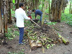 Pupuk organik Wikipedia bahasa Indonesia ensiklopedia bebas