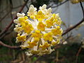 Květenství Edgeworthia chrysantha