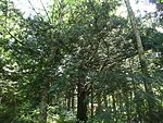 Yew tree in Steckenwege