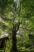 Eibelshausen cattle oak