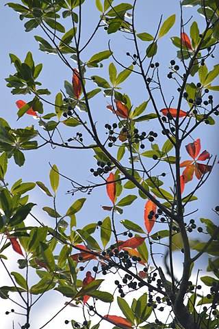 <i>Elaeocarpus joga</i> Species of plant