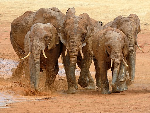 Elephant running