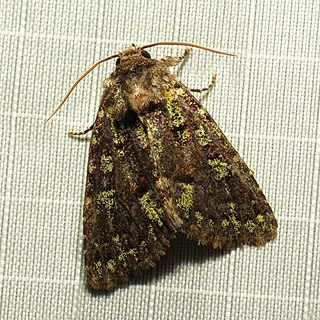 <i>Paramiana smaragdina</i> Species of moth