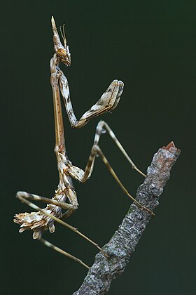 Empusa pennata em Sardhena.