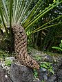 Encephalartos septentrionalis, Parque Terra Nostra, Furnas, Azoren