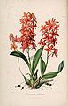 Prosthechea vitellina (as syn. Epidendrum vitellinum) plate 45 in: John Lindley: Sertum Orchidaceum, (1838)