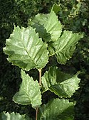 English elm leaves.jpg
