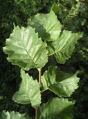 Ulmus procera