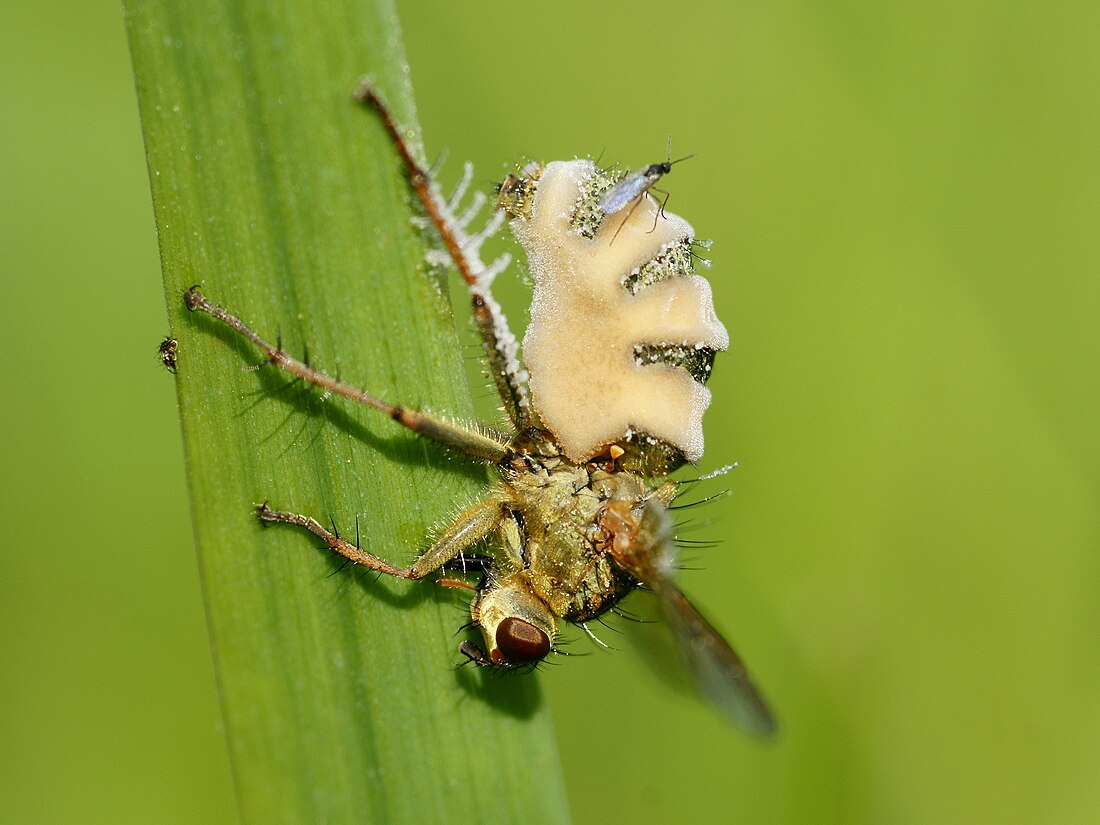 Entomophthoromycotina