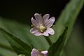 Epilobium ciliatum