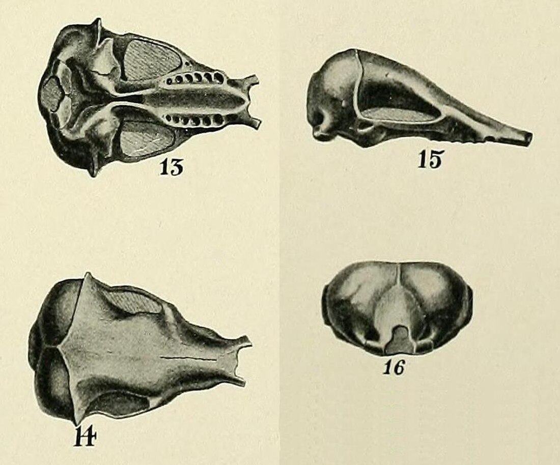 Epoicotherium