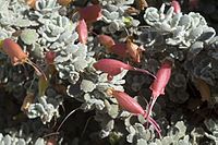 Eremophila hillii