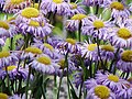 Erigeron alpinus L.