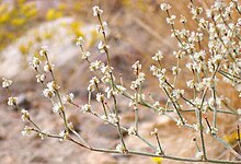 Eriogonum baileyi Eriogonumbaileyi.jpg