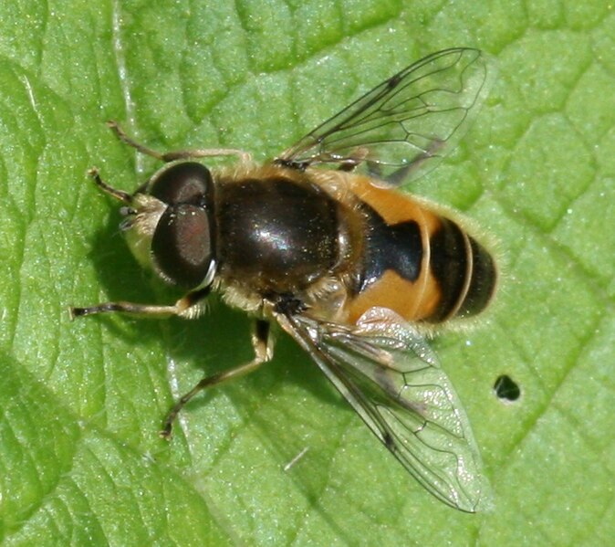 File:Eristalis.arbustorum male.jpg