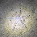 * Nomination Sea star (Astropecten platyacanthus), St. Elmo Bay, Valletta, Malta --Poco a poco 10:18, 14 June 2022 (UTC) * Decline  Oppose Extremely noisy top left. --C messier 19:25, 14 June 2022 (UTC) Agree,  new version uploaded Poco a poco 11:35, 15 June 2022 (UTC)  Comment It looks very soft now (and also has a watermark). I don't think it is salvageable, given the small size of the photo. --C messier 12:30, 15 June 2022 (UTC) Sorry for that, I exported it now with the right settings --Poco a poco 07:33, 16 June 2022 (UTC)
