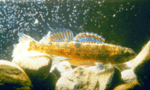 Watercress Darter Etheostoma nuchale.gif