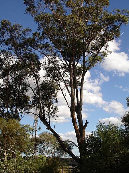 File:Eucalyptus botryoides1.jpg