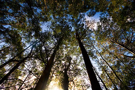 Tasmanian snow gum (Eucalyptus coccifera) Silhouettes at Sunset, Pipeline Track, Mount Wellington, Tasmania, Australia