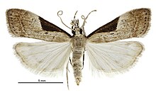 Eudonia pongalis male.jpg