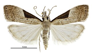 <i>Eudonia pongalis</i>