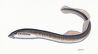 <i>Eudontomyzon</i> Genus of jawless fishes