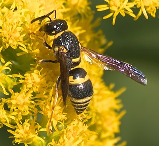 <i>Euodynerus foraminatus</i> Species of wasp