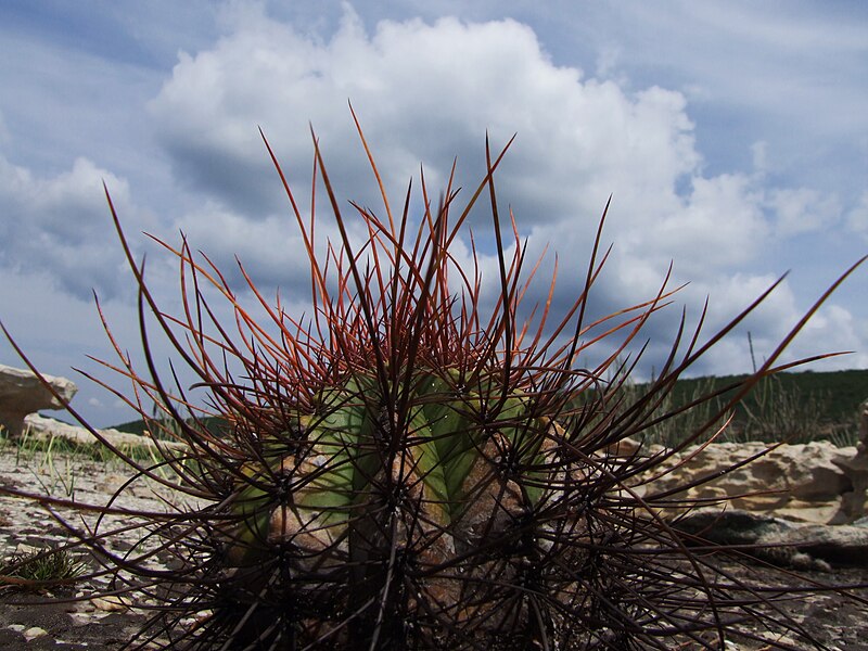 File:Euphorbia by Chico Ferreira.jpg