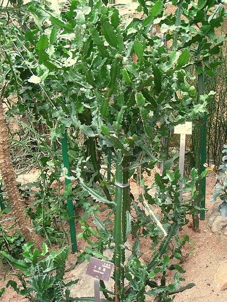 File:Euphorbia dawei - Hong Kong Park Conservatory - IMG 9827.JPG