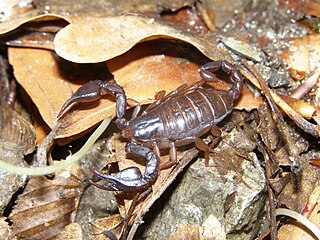 <i>Euscorpius carpathicus</i> Species of scorpion endemic to Romania