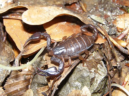 Euscorpius carpathicus.JPG