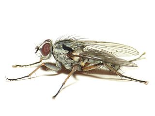 <i>Eustalomyia vittipes</i> Species of fly