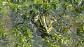 Teichfrosch im Kleinbiotop im Hechtmoor