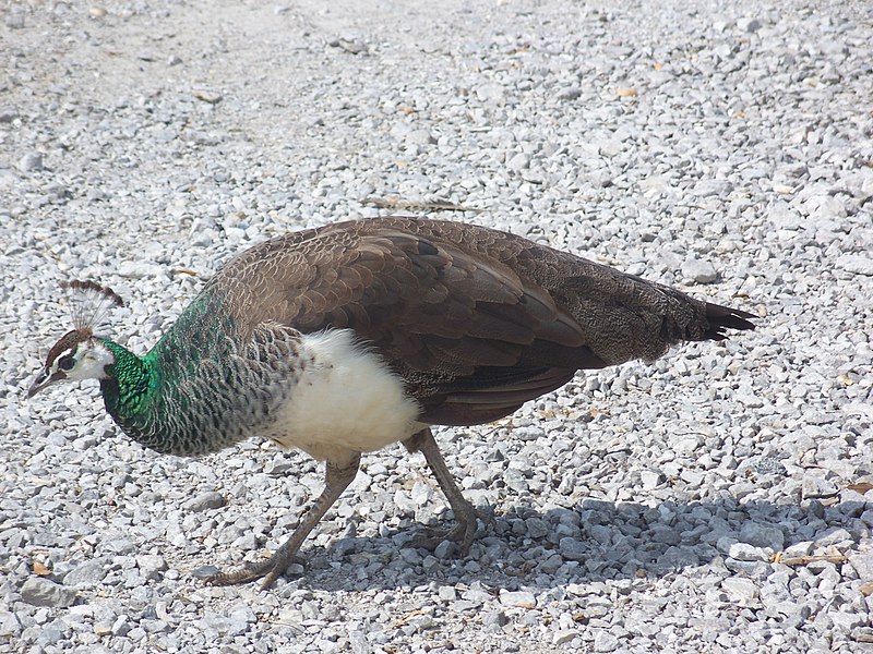 File:FWB Boat Marina bird01.jpg