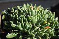 Faucaria bosscheana