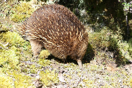 Echidna (Tachyglossus aculeatus), Cradle Mt Ntal Park, Tasmania