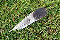 * Nomination Close up of a pigeon feather on mown grass. Stanlake Meadows, Twyford, UK. --Prosthetic Head 09:21, 9 April 2018 (UTC) * Promotion Good quality --Llez 13:58, 9 April 2018 (UTC)