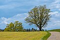 * Nomination Landscape with trees in Ingelsdorf, Feldkirchen, Carinthia, Austria -- Johann Jaritz 01:55, 10 May 2023 (UTC) * Promotion  Support Good quality. --Fabian Roudra Baroi 02:17, 10 May 2023 (UTC)