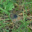 Fenders blue butterfly Oregon.jpg