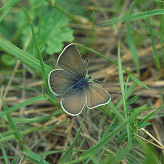 <span class="mw-page-title-main">Fender's blue butterfly</span> Endangered subspecies of Boisduvals blue