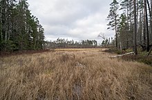 Långmossen på gränsen till Hälleskogsbrännans naturreservat.