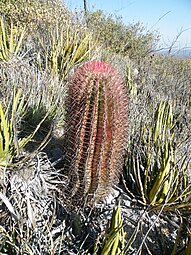 Ferocactus pilosus (5703342531).jpg