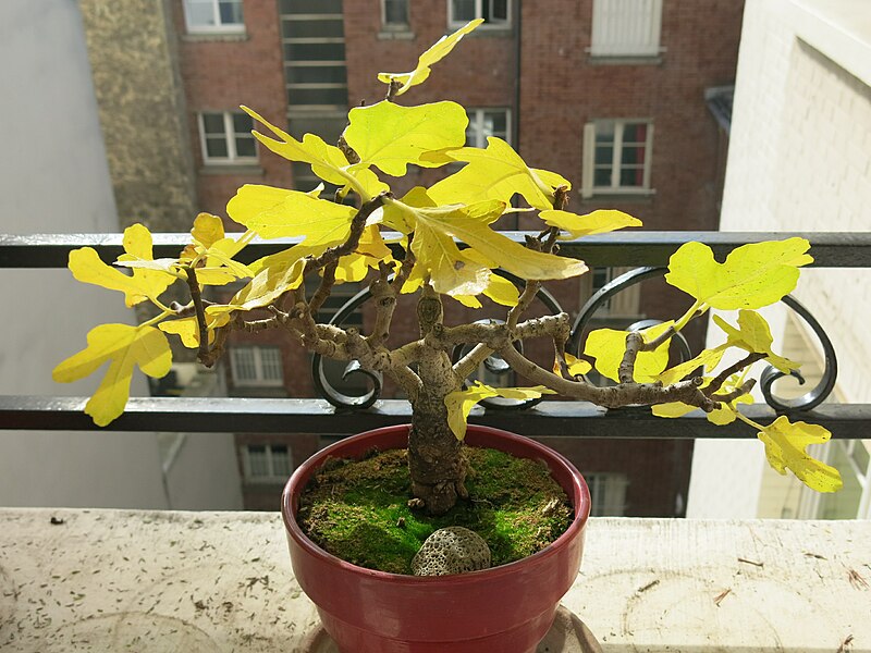 File:Ficus carica bonsai A D161101.jpg