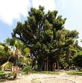 Großblättrige Feige (Ficus macrophylla subsp. columnaris), Piazza Marina, Palermo