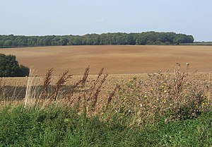 Fields north of Church Lane, Alpheton Fields north of Church Lane, Alpheton - geograph.org.uk - 971875.jpg